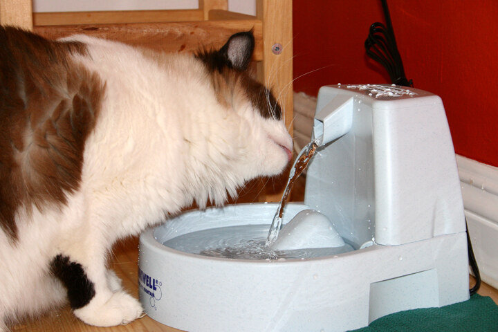 Cat drinking from the running stream of a pet water fountain