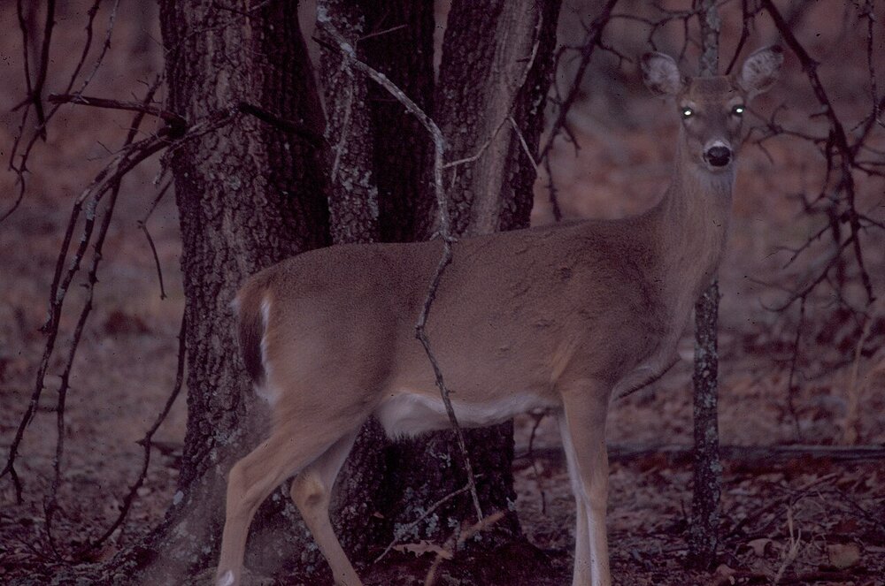 White-tailed deer standing among trees in a forest at dusk